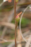 dwarf sundew